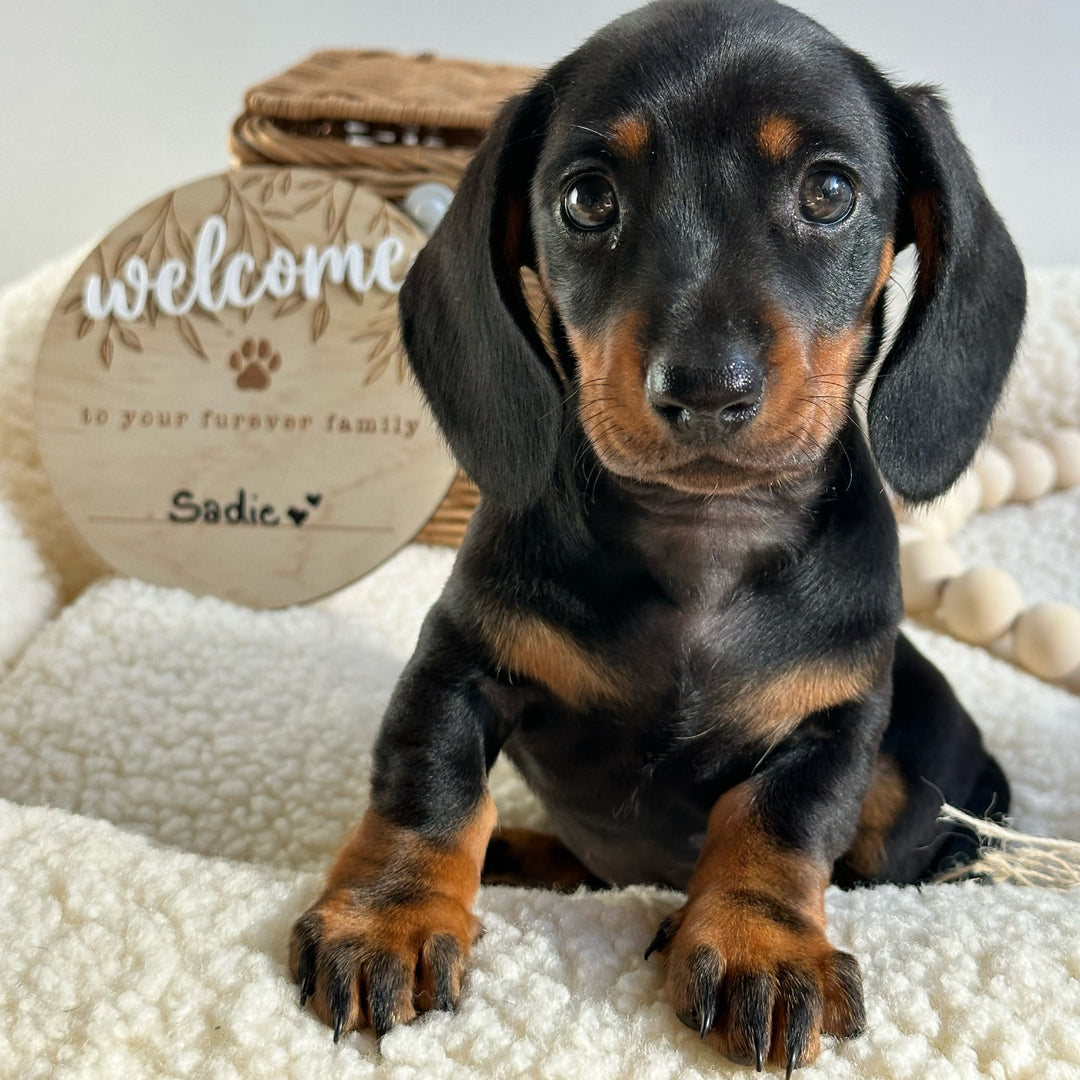 Adorable black dachshund puppy looking directly at camera with Hello Fern non-custom pet welcome plaque on dog bed in background.