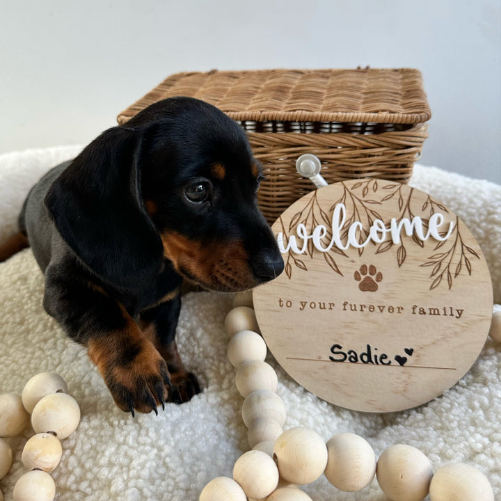 Adorable black dachshund puppy sitting next to Hello Fern non-custom pet welcome plaque on dog bed.
