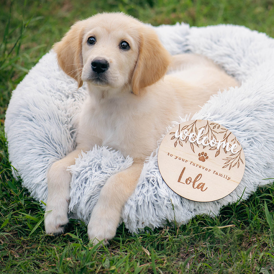 Adorable puppy looking at camera with big brown eyes lying on dog bed in grass with custom Hello Fern pet welcome plaque.