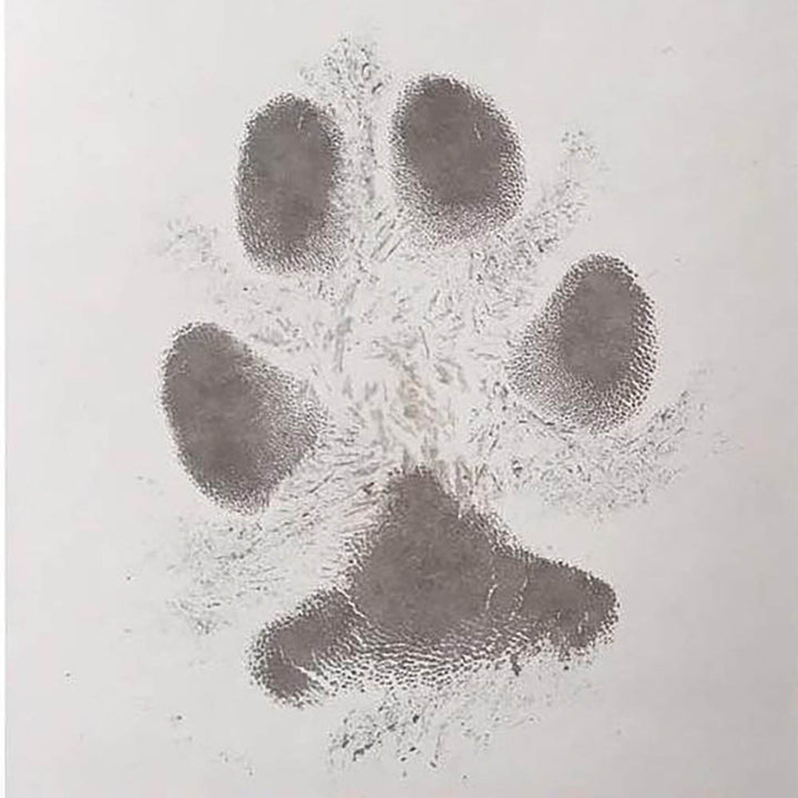 Dog / animal paw print created using Hello Fern and My Little Keepsake inkless print kit.