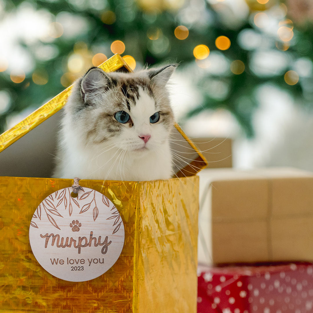 Cat peeking head out of Christmas gift box with Hello Fern custom wooden pet ornament hanging on the outside of the box.