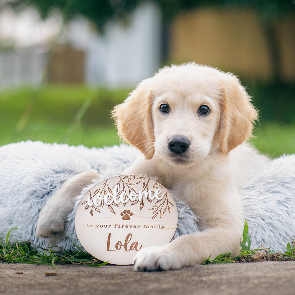 Cute golden retriever puppy lying outside with paws around Hello Fern custom wooden pet welcome plaque.