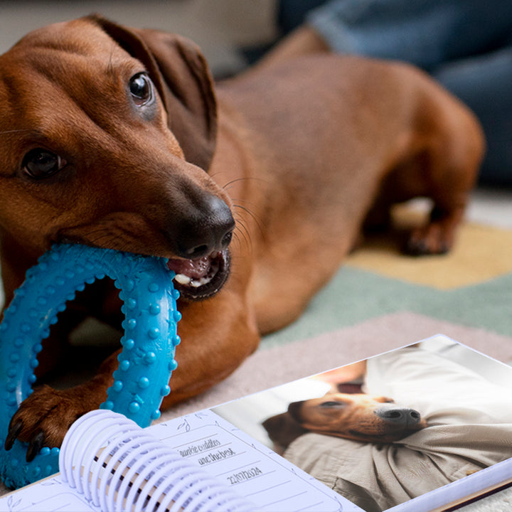 Photo of adorable dachshund chewing on dog toy with Hello Fern custom mini photo album open on floor displaying pet photos and photo captions.