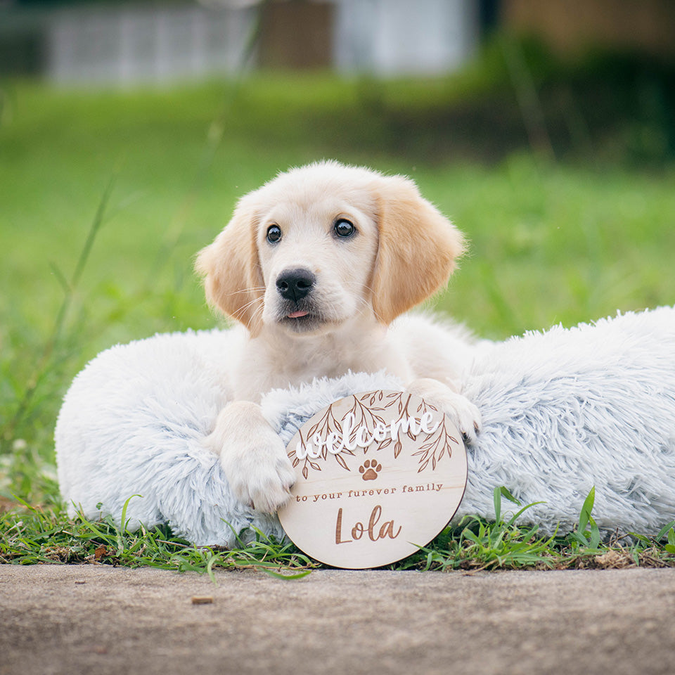 Sweet golden retriever puppy with paw on Hello Fern custom wooden pet welcome plaque.