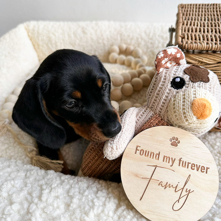 Cute dachshund puppy in soft dog bed with pet toy and 'Found my furever Family' Hello Fern wooden puppy achievement milestone disc.