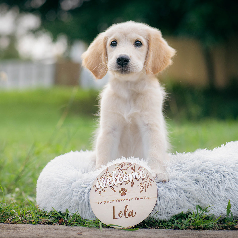 Golden retriever puppy standing on dog bed outside with Hello Fern custom wooden pet welcome plaque.